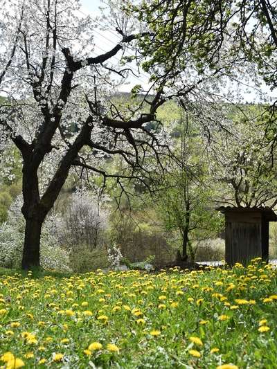 Chalúpka z obce Čavoj 8 - záhrada_19